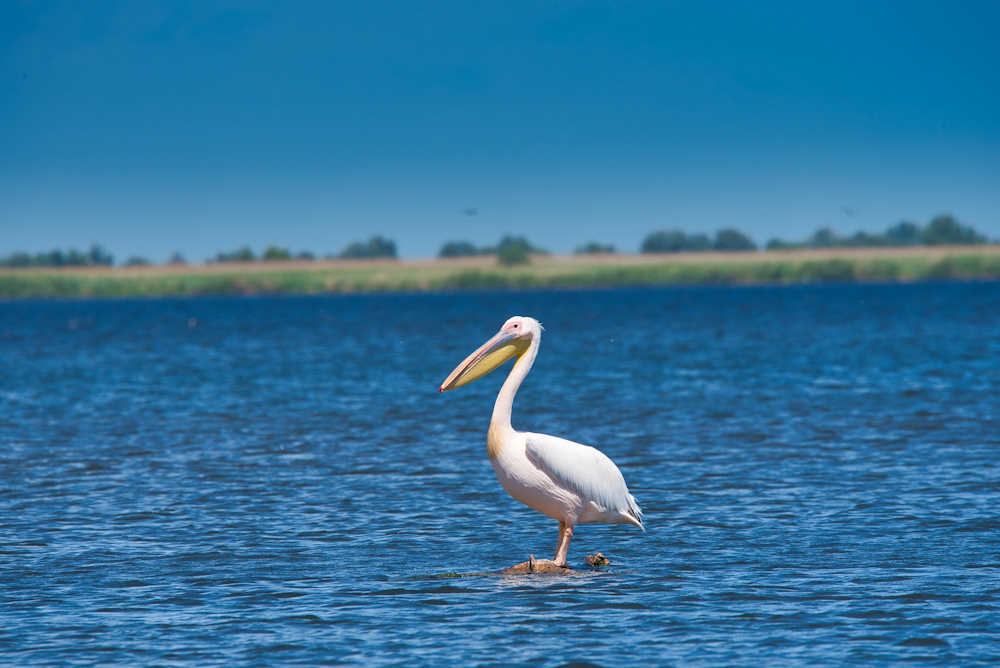 Donaudelta