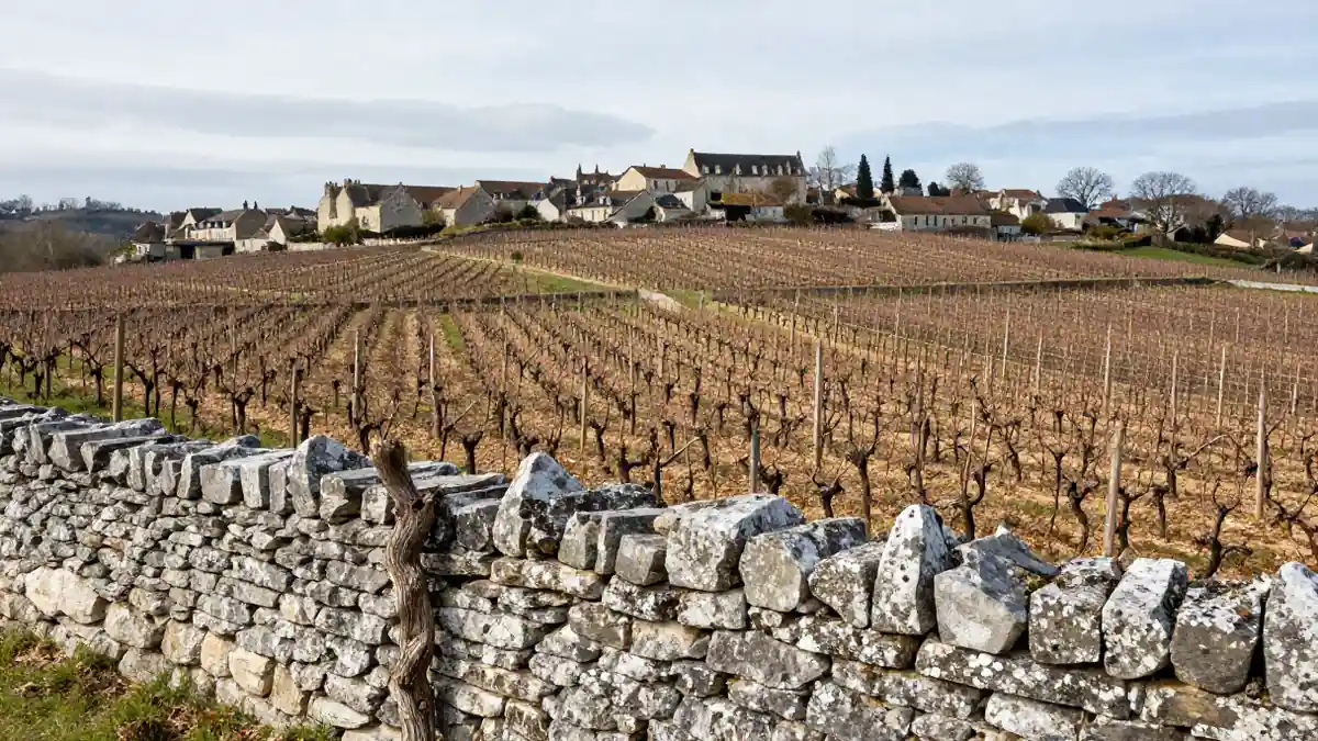Weinberge rund um Saint-Émilion mit Kalksteinmauer im Vordergrund