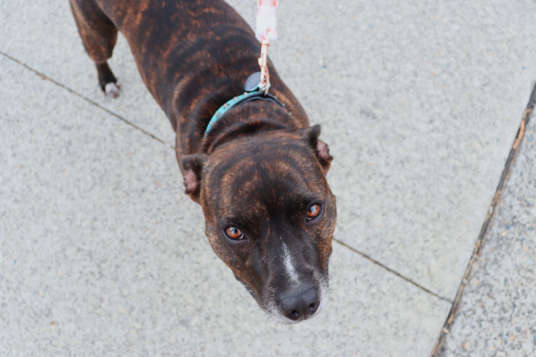 Brown dog on a leash looking curiously at the camera on a paved path.