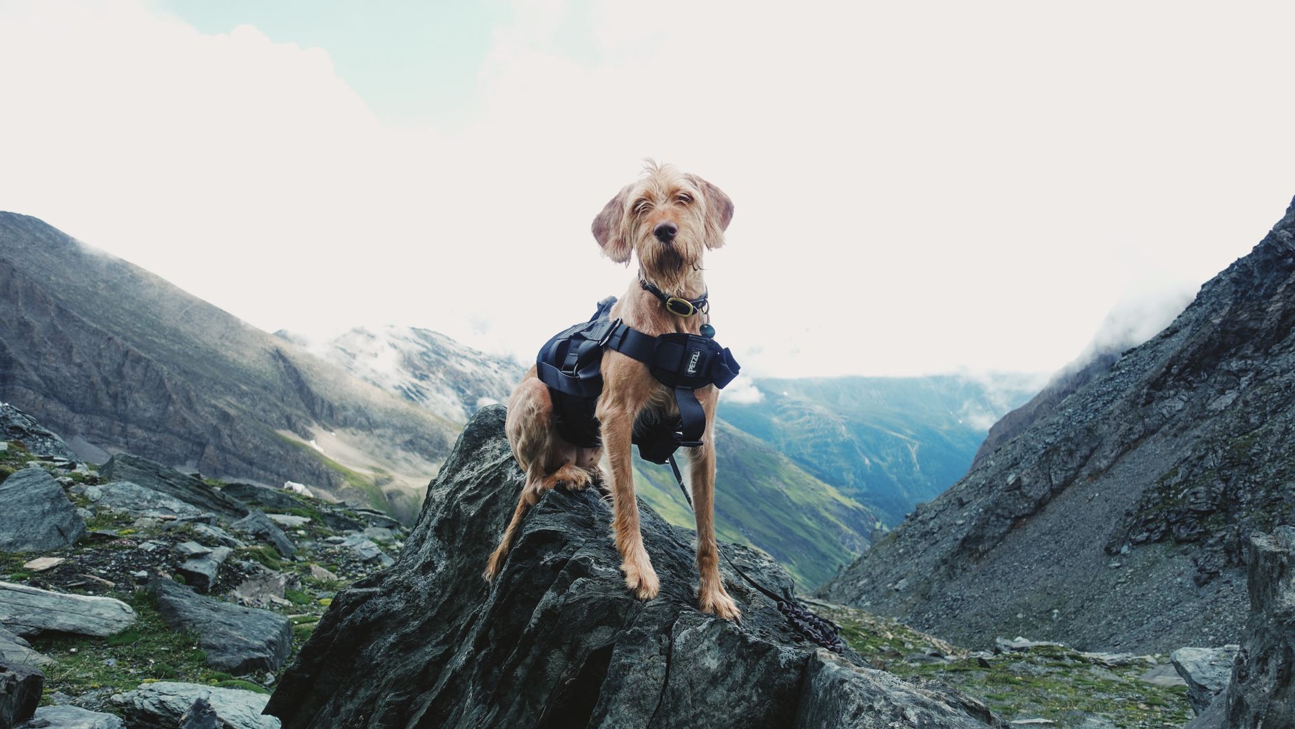 A cute dog wearing a harness explores a rocky mountain setting, showcasing adventure.