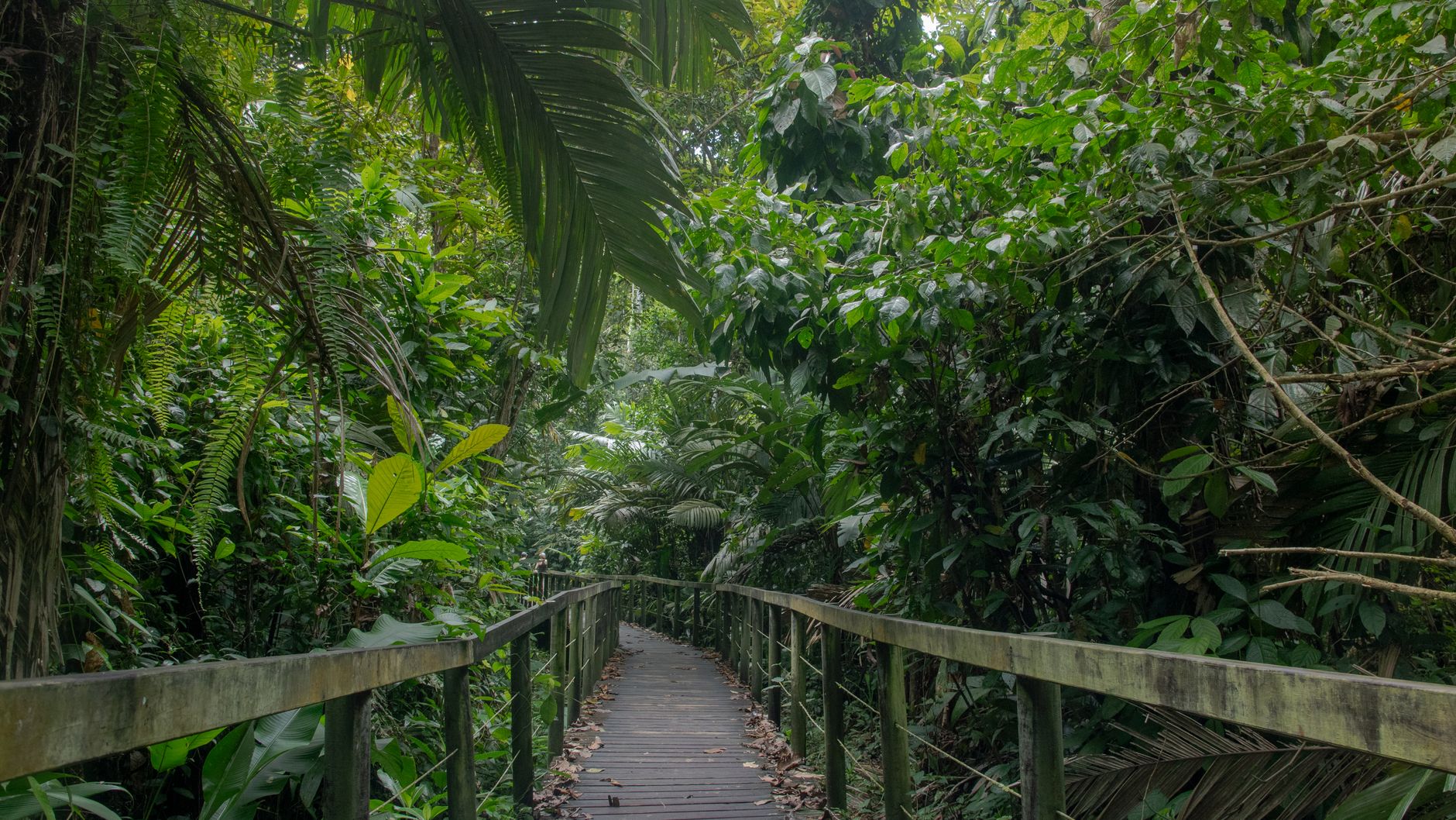 Explore the lush greenery and serene pathways of the Costa Rican jungle.