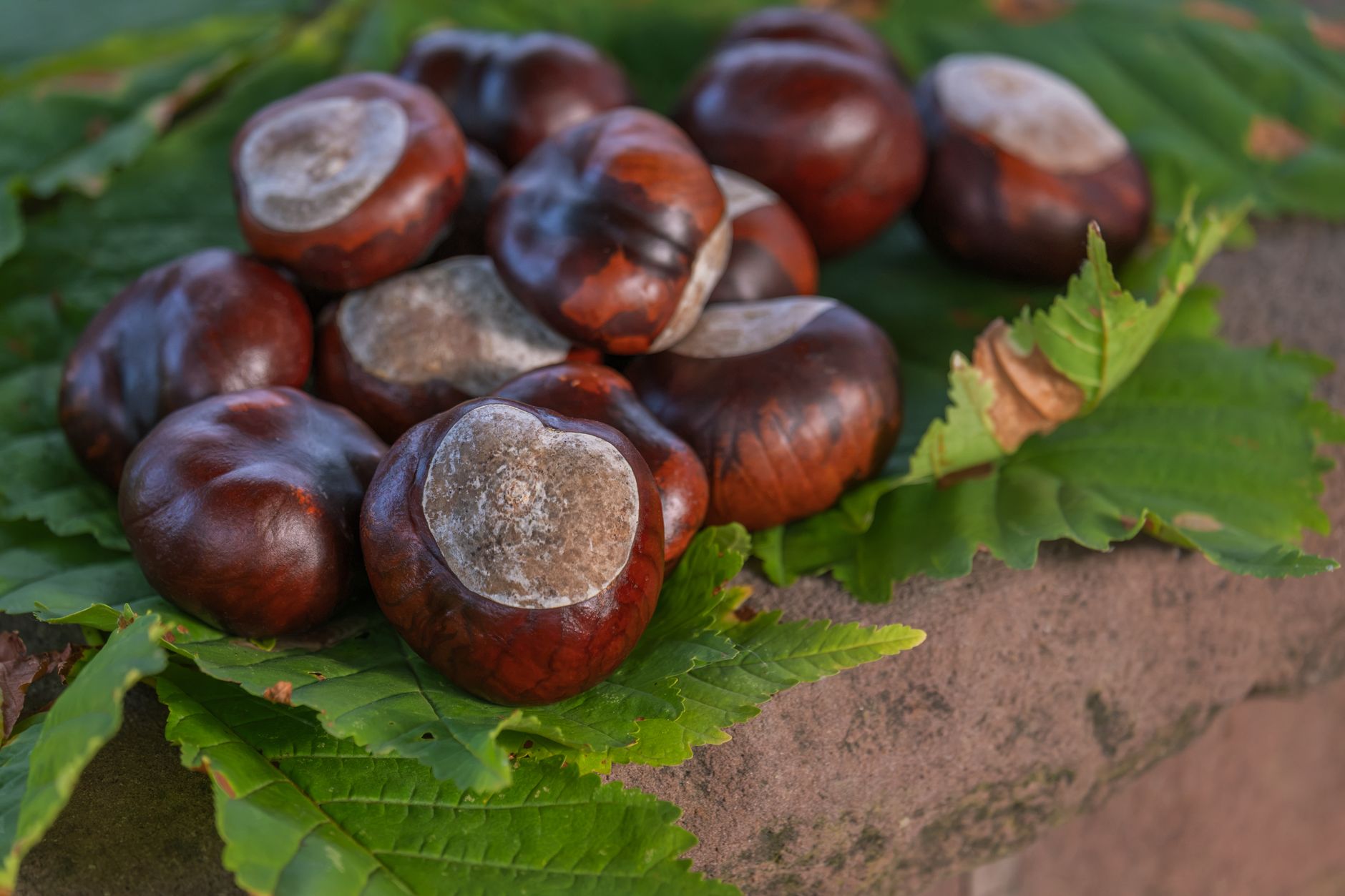 A detailed photo of horse chestnuts resting on fresh green leaves, showcasing the autumn harvest.