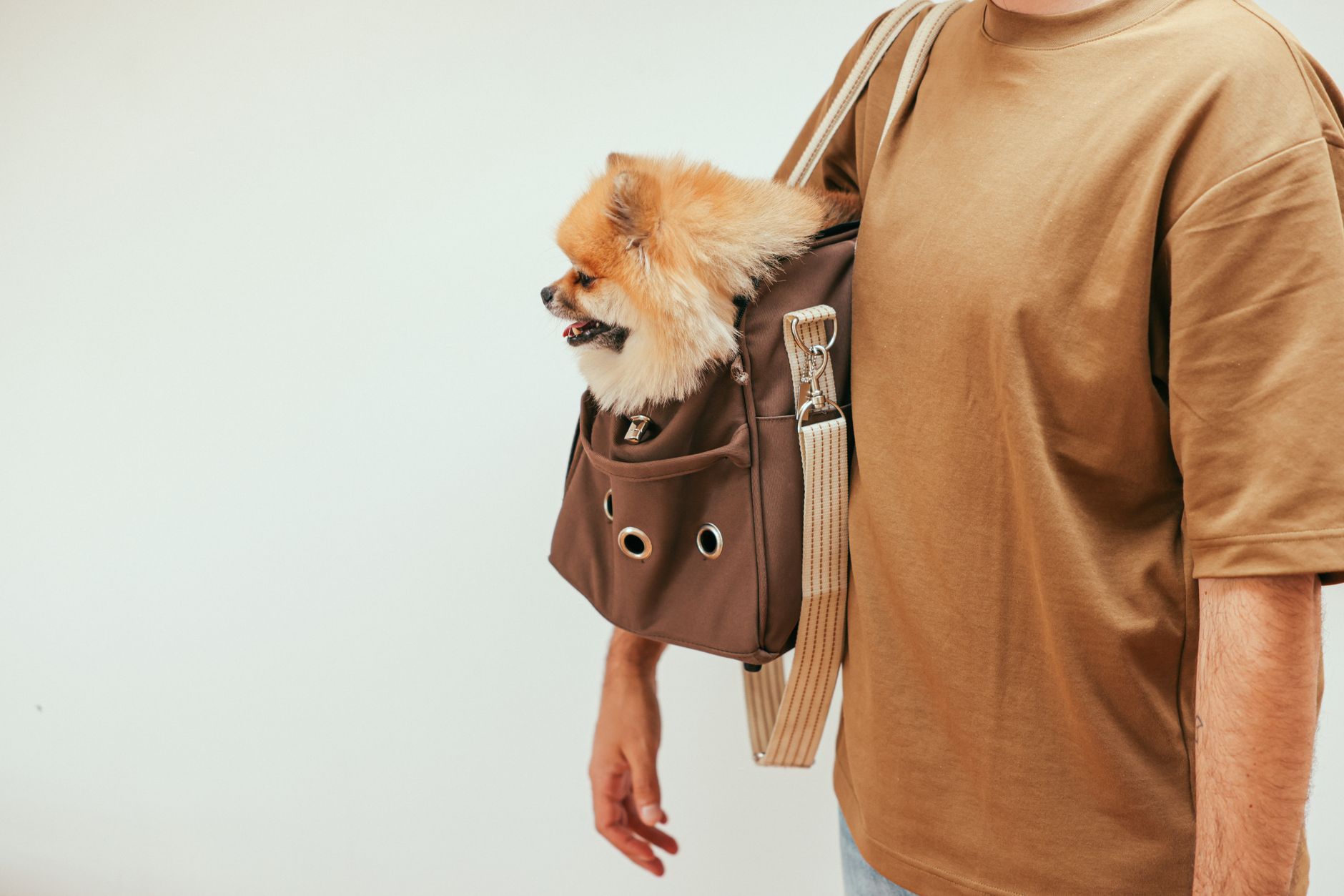 Reisen mit Hund: Einreise, Unterkünfte und Transport