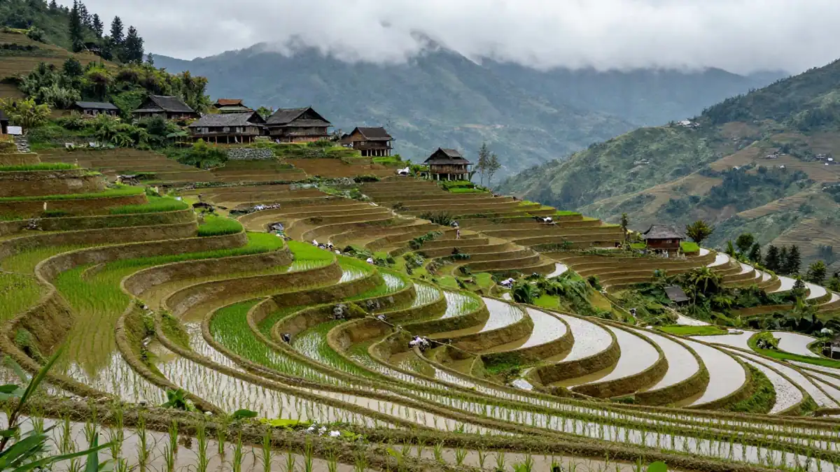 Reisterrassen in Sapa, Vietnam, mit Bergen im Hintergrund