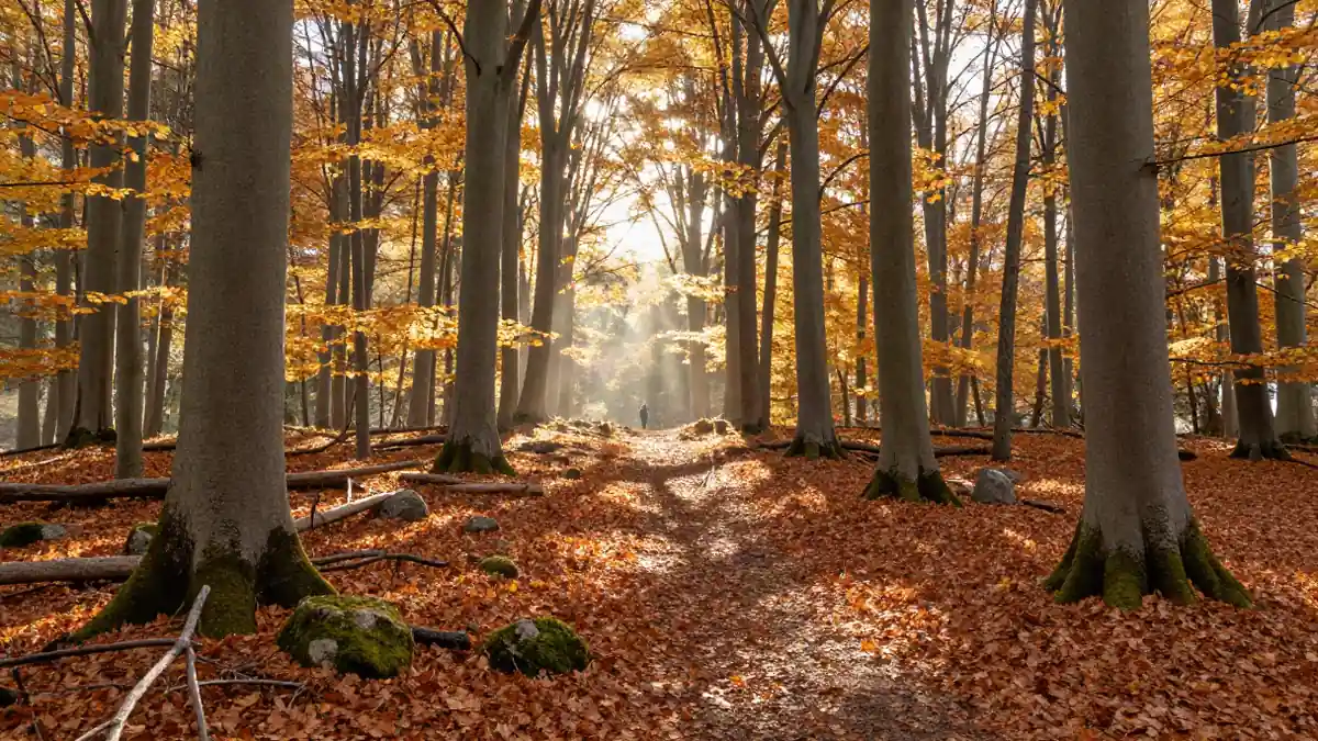 Blick durch einen lichten Buchenwald mit goldenem Laub am Boden und Sonnenstrahlen zwischen den Stäm