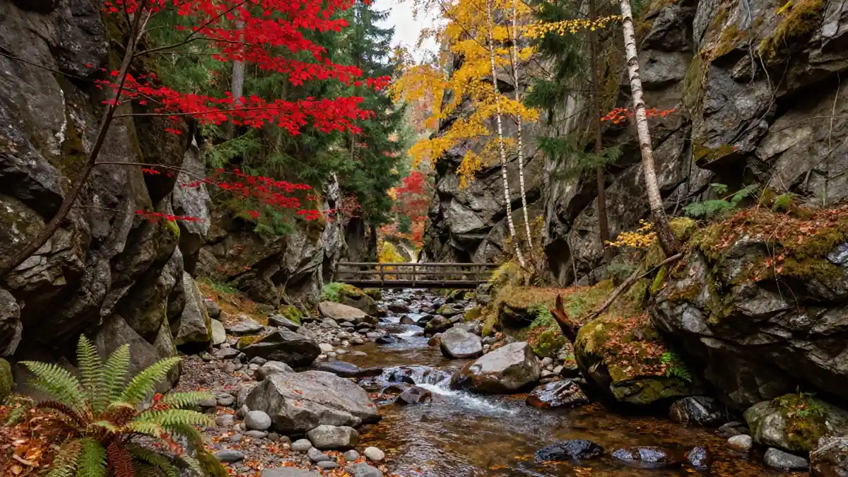 Blick in eine herbstliche Schlucht im Harz mit buntem Laub und einem Bachlauf