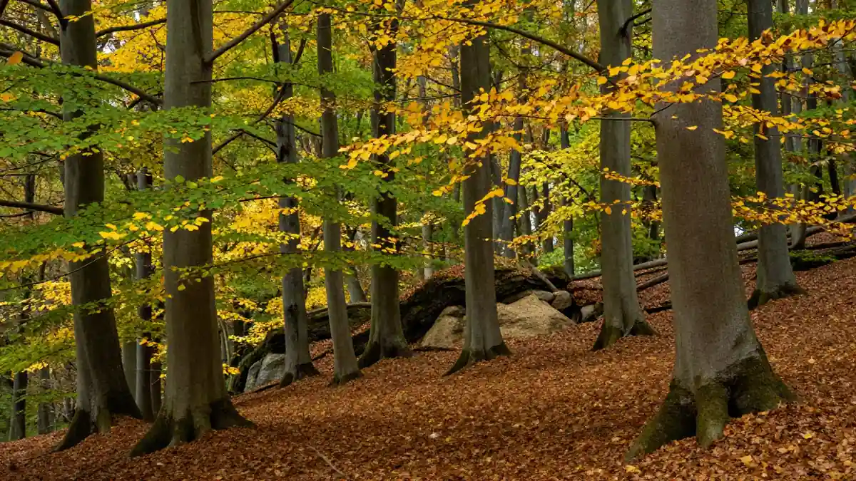 Stiller Buchenwald in der Eifel mit dichtem Blätterdach und herbstlichem Farbspiel