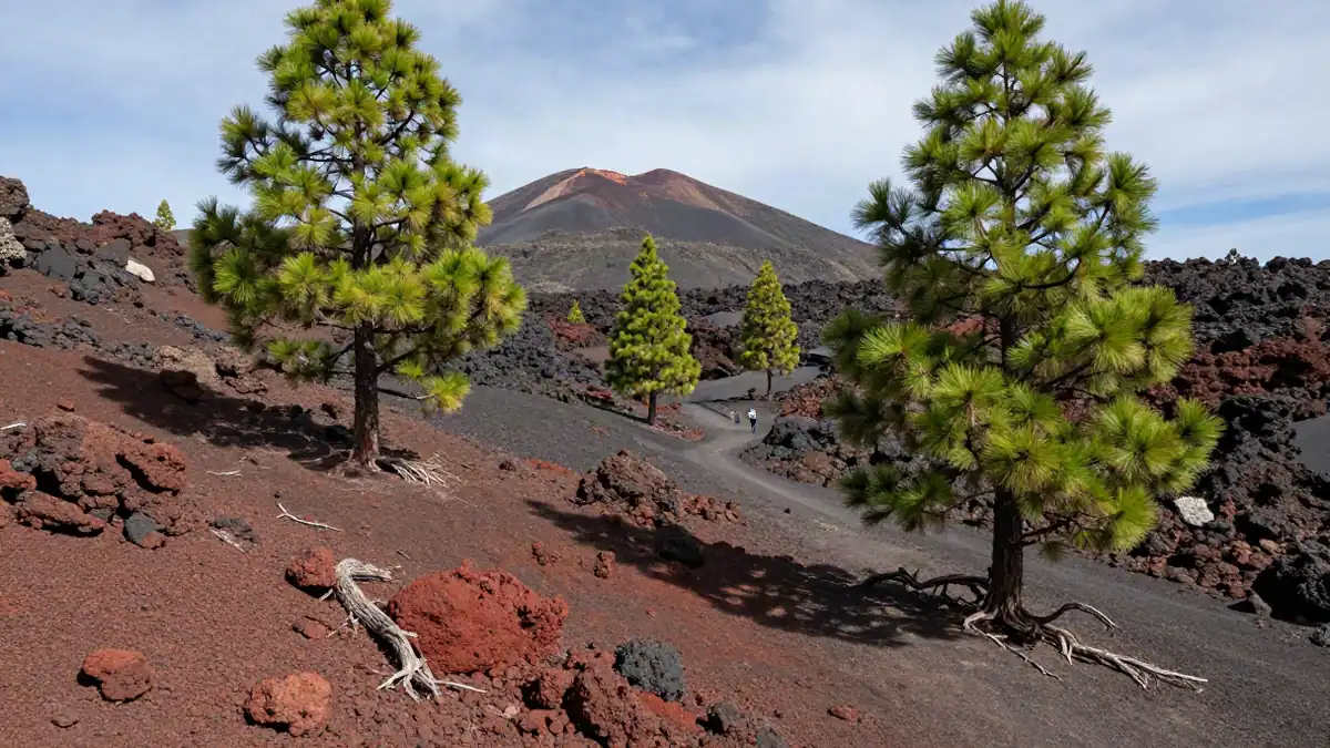 Vulkanlandschaft der Ruta de los Volcanes mit rotem Gestein und Kiefern
